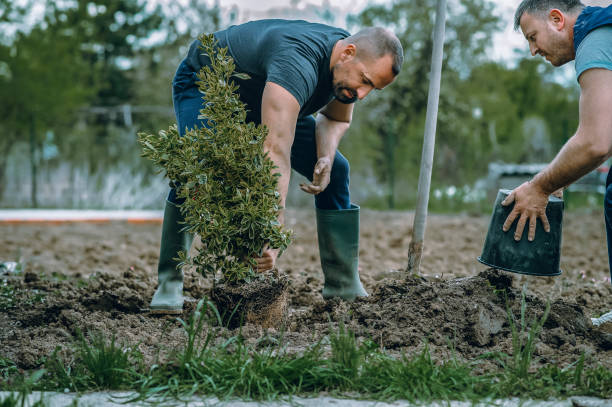 Reliable Footville, WI Tree Care Services Solutions